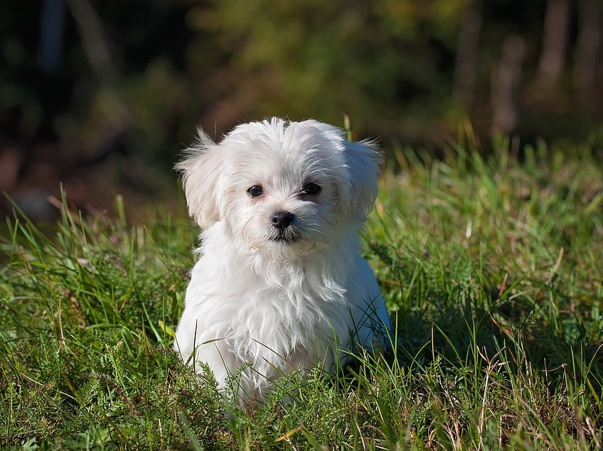 pet