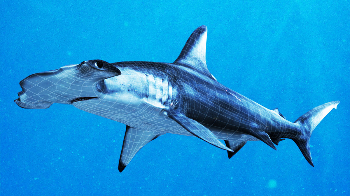 Sphyrna