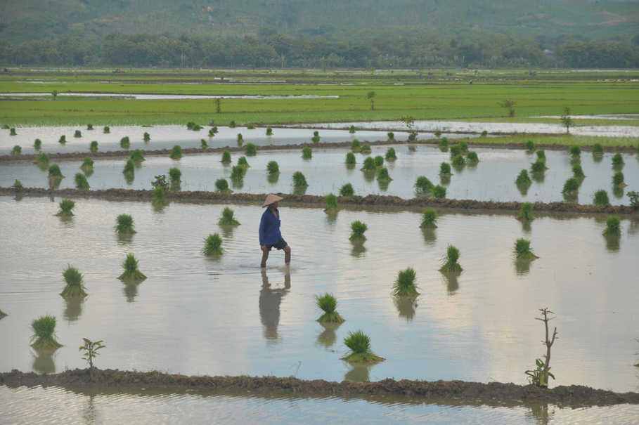 indonesia irrigation