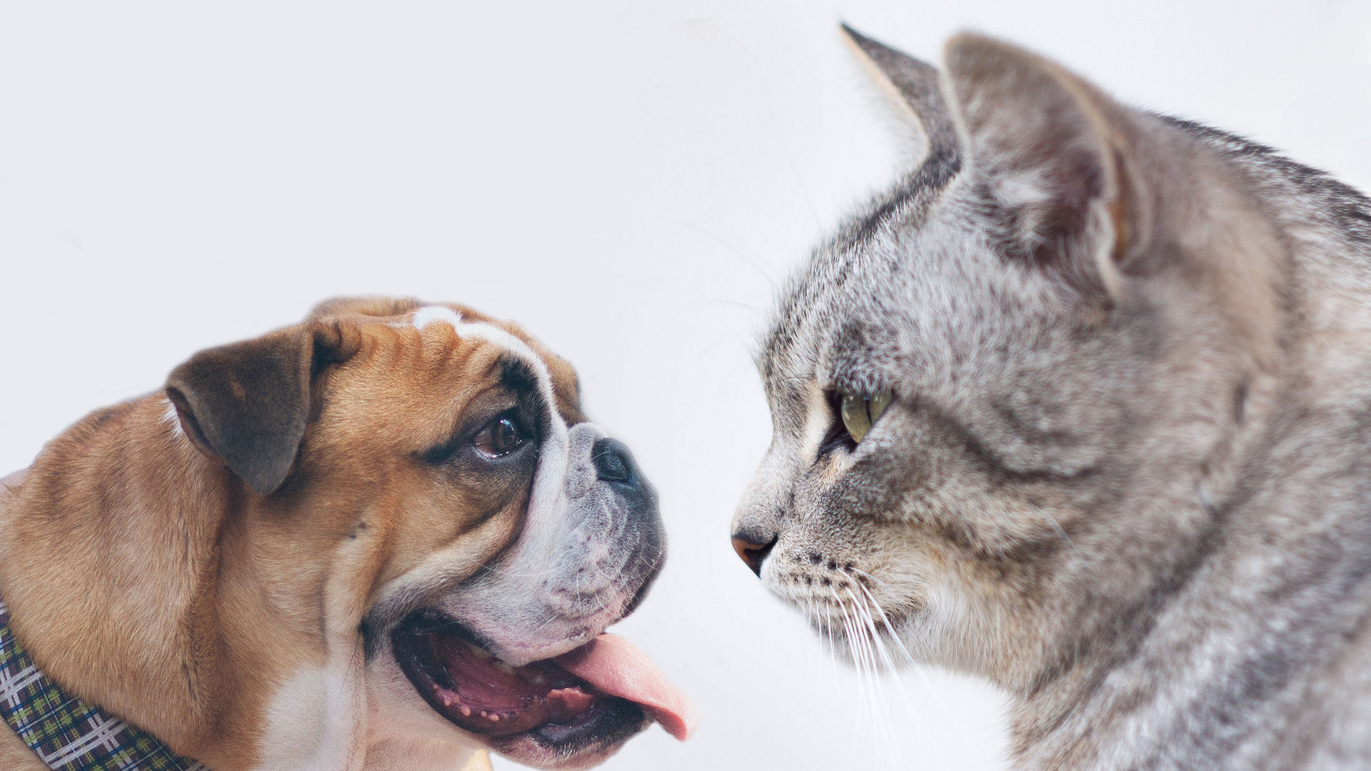 funny-cat-dog-animal