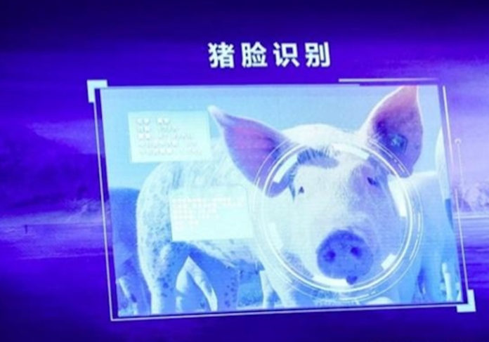 pigfacerecognition