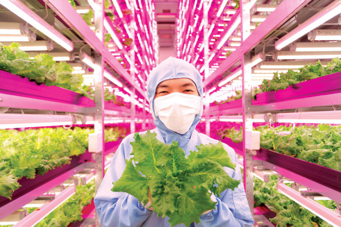 indoor-farm