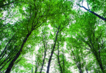 Amazon, UPS, PepsiCo And Others Pledge To Conserve, Restore And Grow 2.5 Billion+ Trees By 2030 Under World Economic Forum Initiative